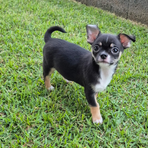 Macho Pelo Curto             
            