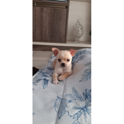 Macho chihuahua pelo curto 