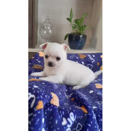 Macho Chihuahua pelo curto branco 